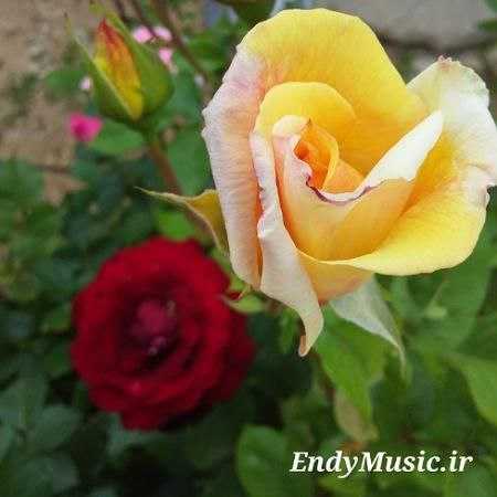 دانلود آهنگ تو چرا شمع شدی سوختی ای هستی من