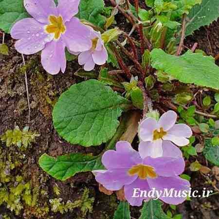 دانلود آهنگ اگه رسیدی به جایی