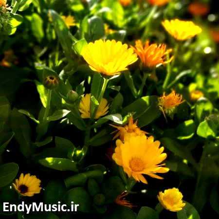 دانلود آهنگ چقدر امشب دلم یاد گذشته کرده علی قنبری