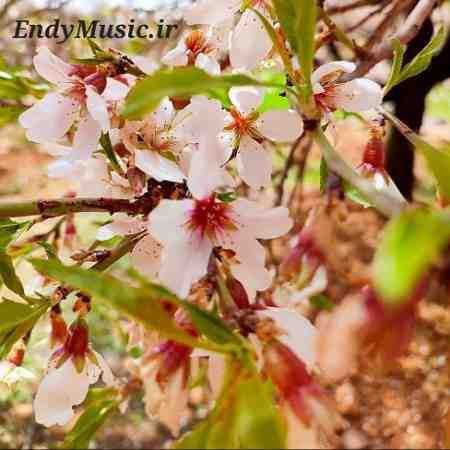 دانلود آهنگ مال خود من باش علی کریم زاده