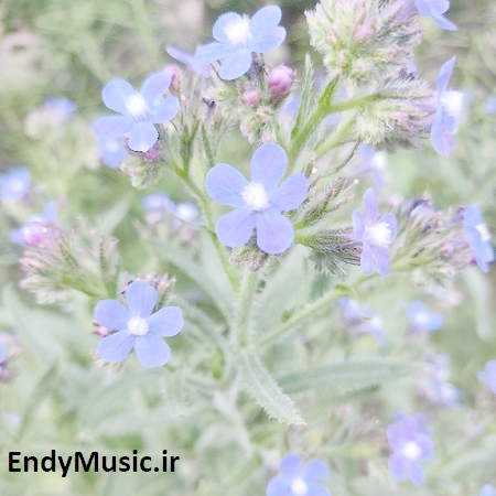دانلود آهنگ همه چیم یار یار قربون تو وای وای عارف