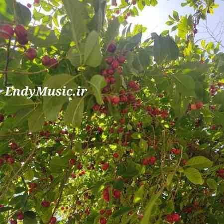 دانلود آهنگ گلپری جون آرمین نصرتی