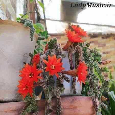 دانلود آهنگ عشق قشنگم یار قلبم اصغر علیزاده