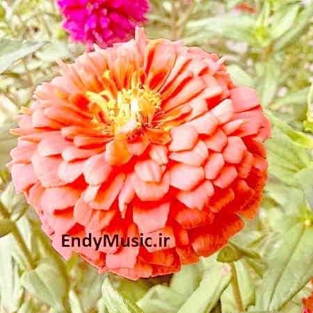 دانلود آهنگ آخه بابا پیرت بسوزه عاشقی