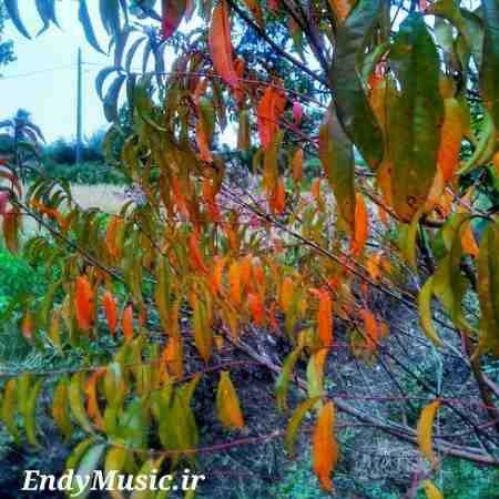دانلود آهنگ چیکار کردی با دلم وای با صدای زن