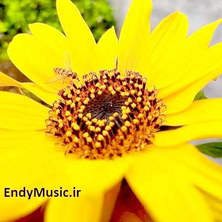 دانلود آهنگ به گل طعنه زدم من به این عشق ابی