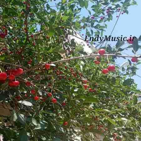 دانلود آهنگ دردت و مین ﻗﻠﺒﻢ ابی شفیعی