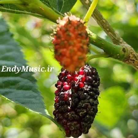دانلود آهنگ ای جونم کر کلاش بدست قاسم فاضلی