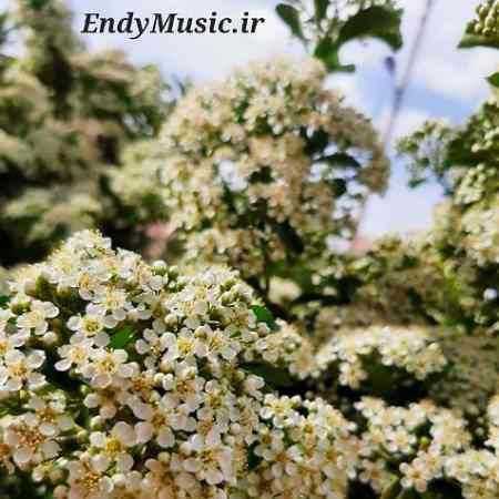 دانلود آهنگ صدای پای بارون حبیب