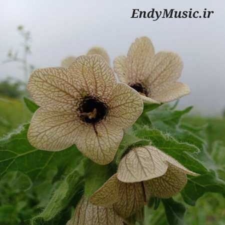 دانلود آهنگ حتی تو خوابم دنبالتم با صدای زن