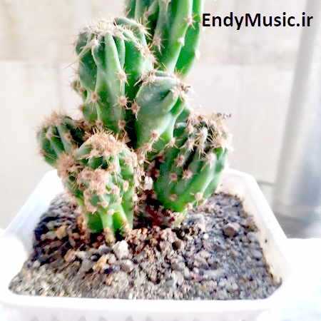دانلود آهنگ همه چیم یار یار قربون تو وای وای هژیر رزمجویی