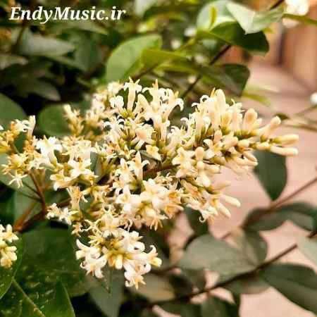 دانلود آهنگ چی میگن میره از یادت مهیار و مسلک