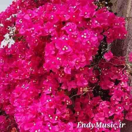 دانلود آهنگ اگه یه روز تنها شدی مسعود محرابی