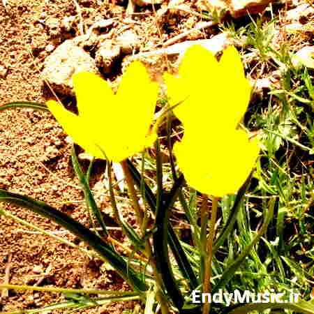 دانلود آهنگ لری یدونه نازلی مسلم محمدی