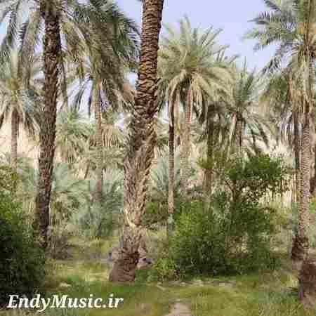 دانلود آهنگ امشب چه رویایی شدی عشقم نوید راستی