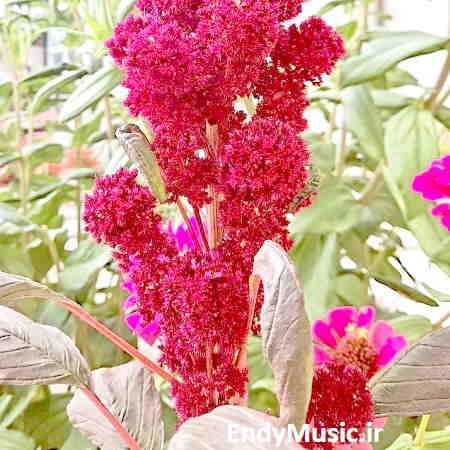 دانلود آهنگ ای یاد توام مونس در گوشه تنهایی