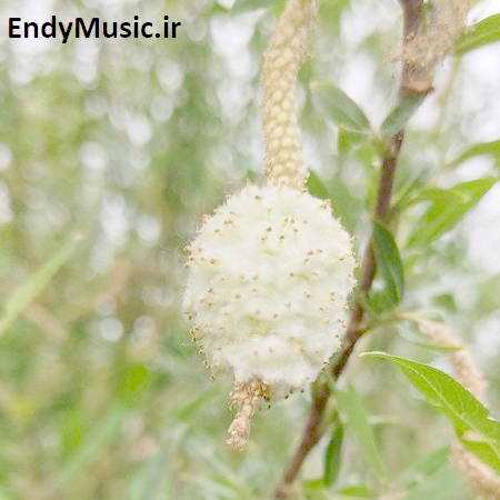 دانلود آهنگ همه چیم یار یار قربون تو وای وای سعید حسینی