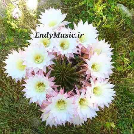 دانلود آهنگ وای وای وای دلم شهرام شب پره