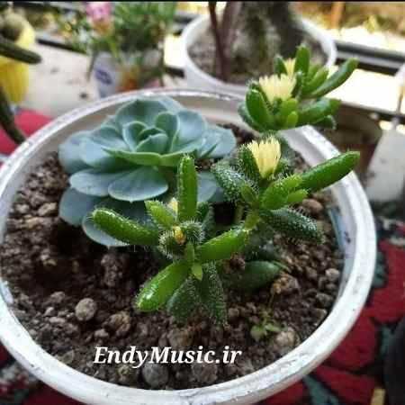 دانلود آهنگ حالا میگن همه راست میگن همه