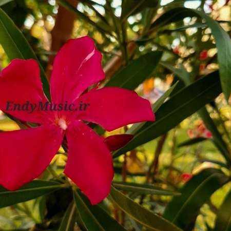 دانلود آهنگ من به یاد عطر بارون زده سیاوش قمیشی