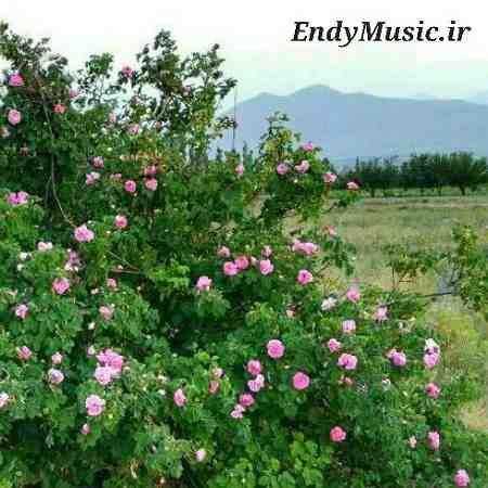 دانلود آهنگ عربی یدب دب