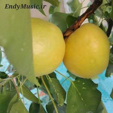 دانلود آهنگ زیر باران باید رفت علیرضا عصار