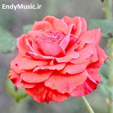 دانلود آهنگ چه خوشگل شدی امشب اندی