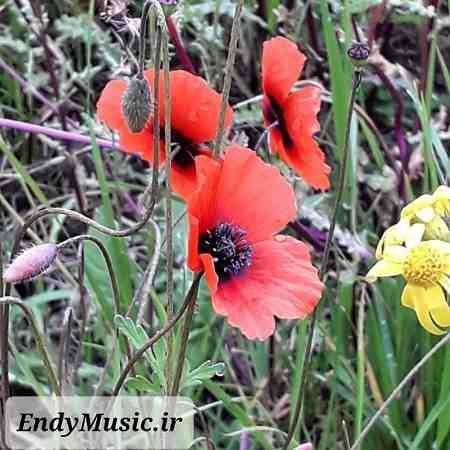 دانلود ریمیکس Sound Of Silence Disturbed