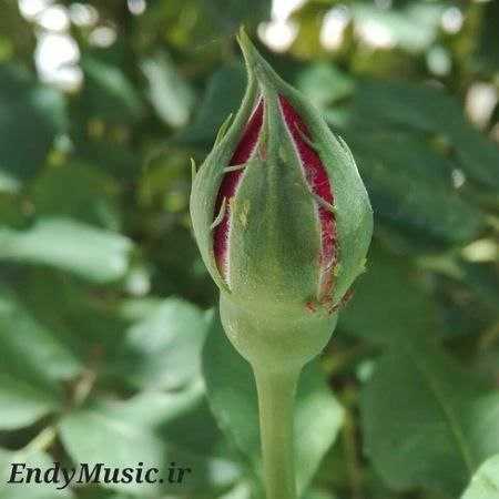 دانلود آهنگ میدونی که بی تو میمیرم نباشی حامد ملک لو