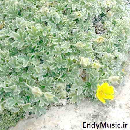 دانلود آهنگ ننه جان گریه نکن حمیدرضا بابایی
