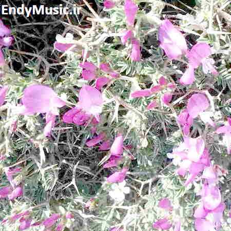 دانلود آهنگ ای بی وفا شکستی منو حسین آستانی