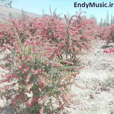 دانلود آهنگ نگاه بکن به چشمام حسین آستانی