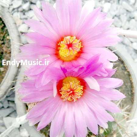 دانلود آهنگ اگه به من وفا کنی معین
