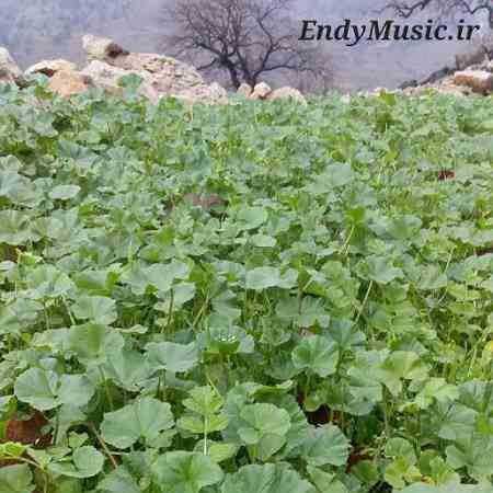دانلود آهنگ تو قلبم امشب غوغا شده سعید آسایش