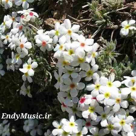 دانلود آهنگ دل بسه گریه نکن شادمهر عقیلی