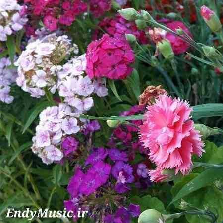 دانلود آهنگ نمیکشم دیگه تنهایی داداش شایع
