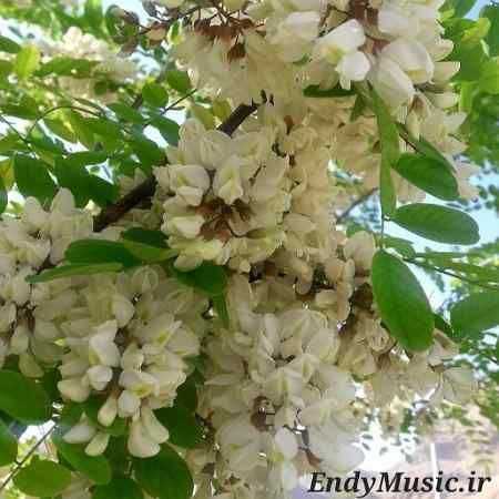 دانلود آهنگ گریه را به مستی بهانه کردم عبدالوهاب شهیدی