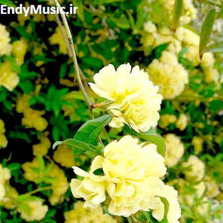 دانلود آهنگ ای که تویی همه کسم افشین یدالهی