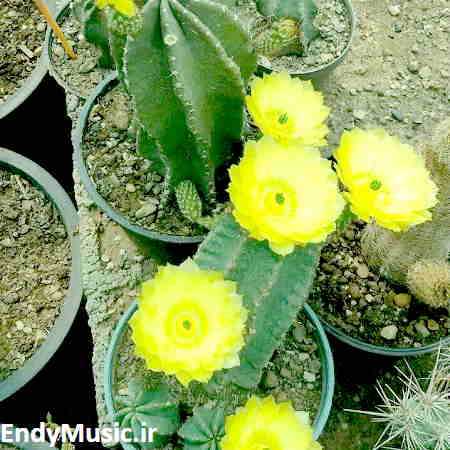 دانلود آهنگ میگم تموم شاعرا برای تو غزل بگن امیر ماهان