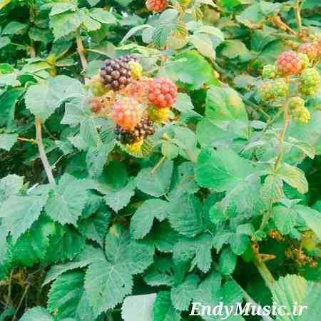 دانلود آهنگ خونه خوبه امیر تتلو
