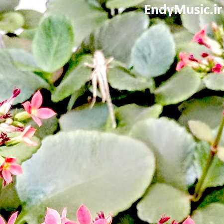 دانلود آهنگ آن شب که تو بی من عارف