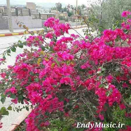 دانلود آهنگ دلم چه تنگه هوای گریه داره داوود یونسی