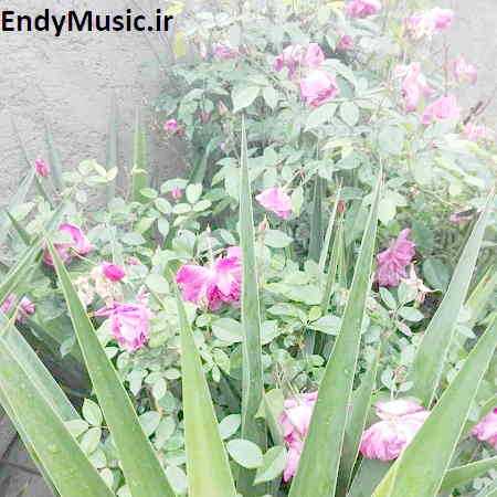 دانلود آهنگ امشب در سر شوری دارم