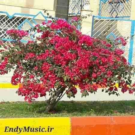 دانلود آهنگ دلم چه تنگه هوای گریه داره حمید فلاح