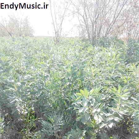 دانلود آهنگ دلم چه تنگه هوای گریه داره حسین عامری