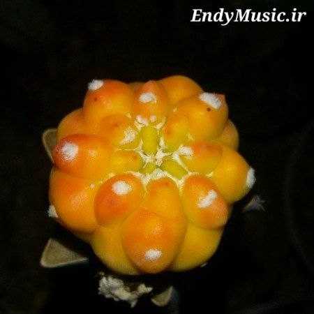 دانلود آهنگ داداشی 2 مرتضی جعفرزاده