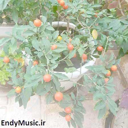 دانلود آهنگ تو رفیق نارفیق چه بد شدی