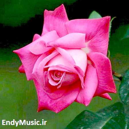 دانلود ریمیکس وای به حالش