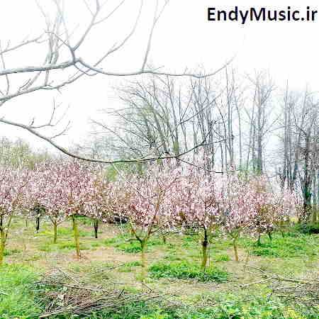 دانلود آهنگ آره یاغی گری ره بشتمه کنار حسین رضایی