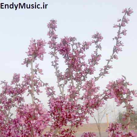 دانلود آهنگ در سکوت شب خانه زد فریاد بی کلام